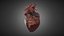 Realistic Human Heart