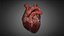 Realistic Human Heart
