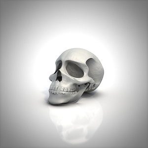 Skull Human
