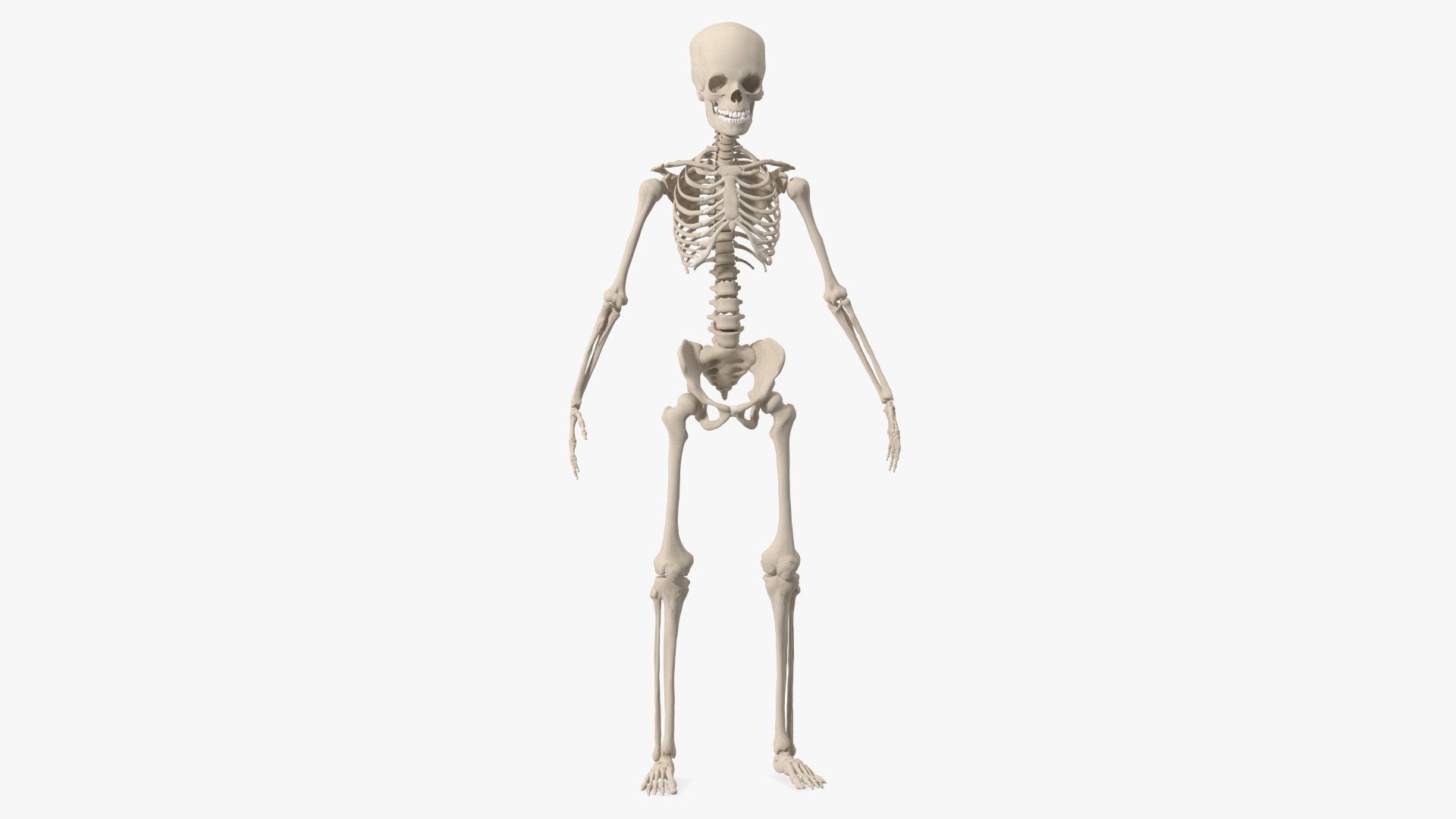 Young Man Skeleton 3D model preview