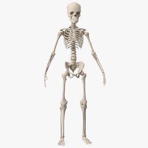 3D model Young Man Skeleton