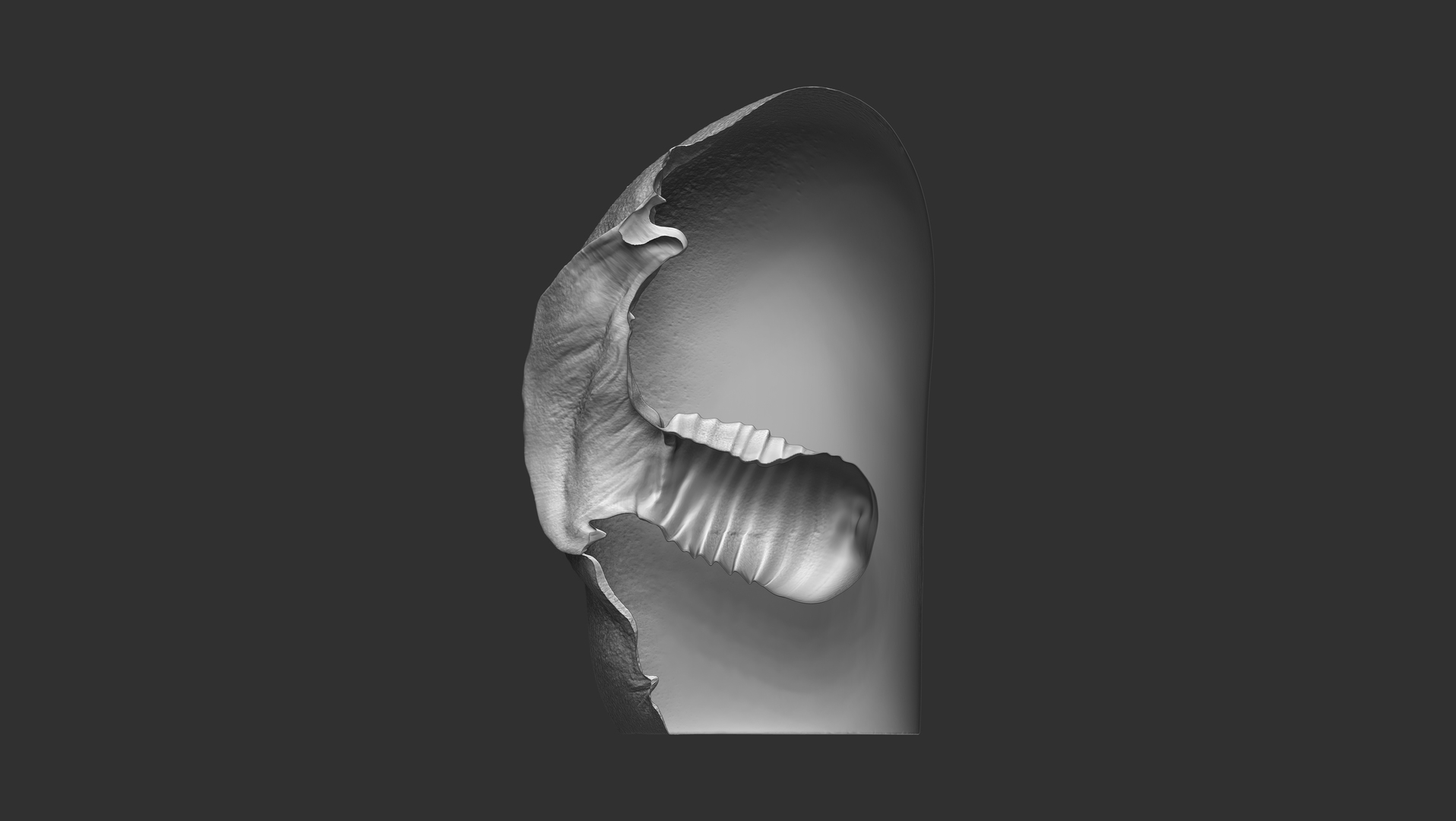 Vagina Anatomy 3D TurboSquid 1673058