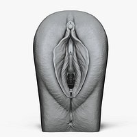 Anatomy of a Vagina for Study