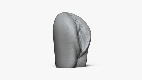 Anatomie Der Vagina 3D Modell TurboSquid 1673058