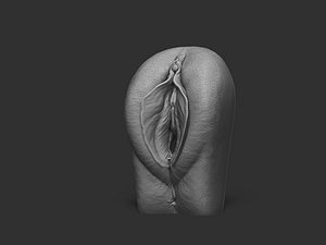 vagina anatomy 3D