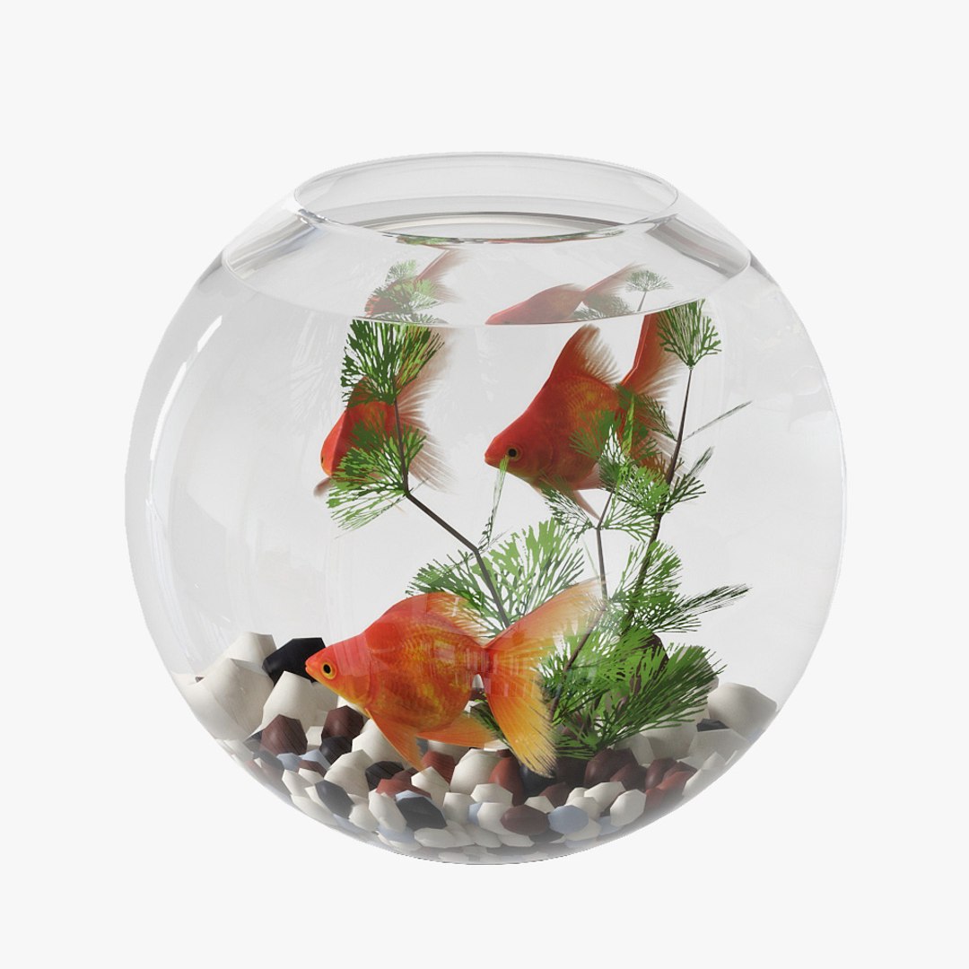 Aquarium Goldfish 3D Model - TurboSquid 1226454