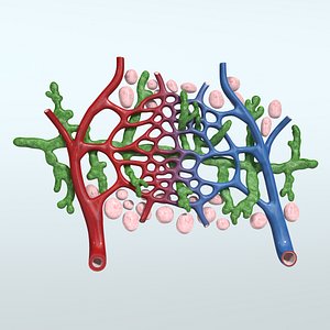 Lymphatic Capillary