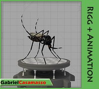 Aedes aegypti