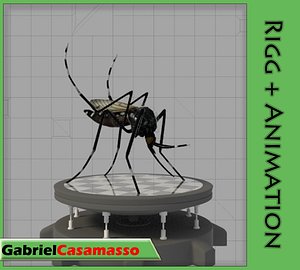 Aedes aegypti
