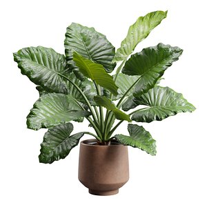 Alocasia Terracotta Planter