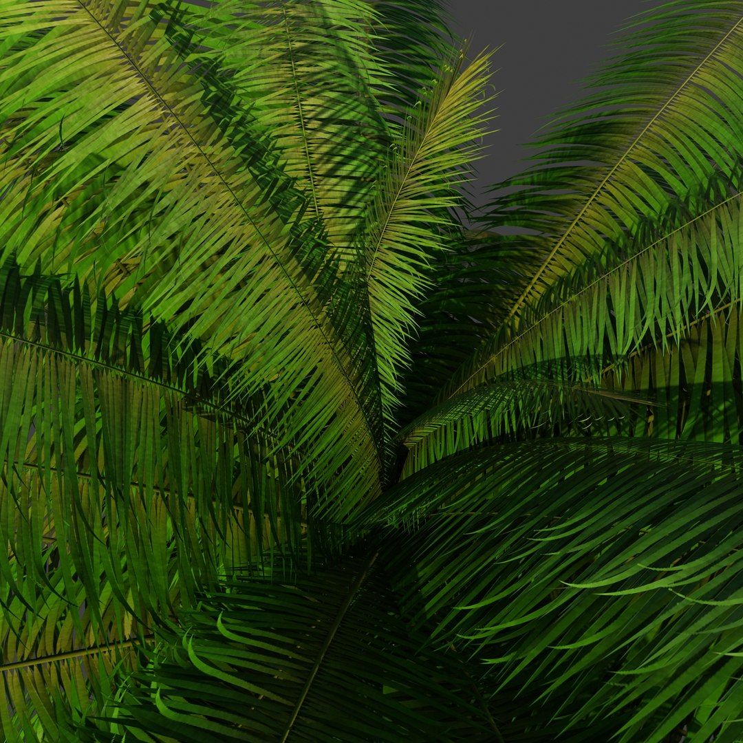 Max Palm Tree
