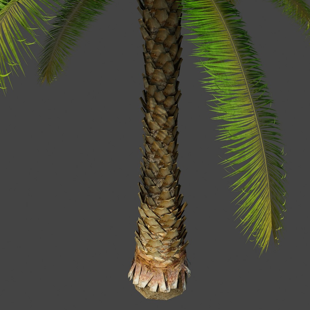 Max Palm Tree