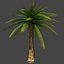 Max Palm Tree