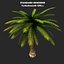 Max Palm Tree