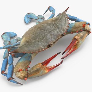 3d model chesapeake blue crab