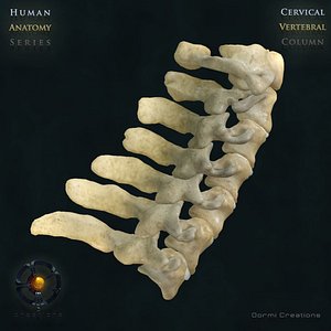 Vertebral Column Cervical