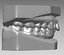 human teeth