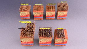 3D cellular adaptation
