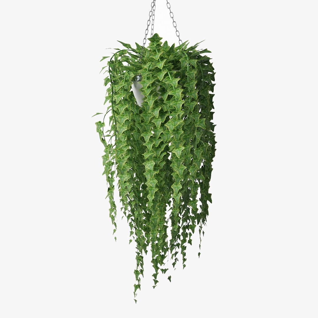 ivy pot 3D model https://p.turbosquid.com/ts-thumb/T0/zzVj9h/IjsEhUIf/pr_01/jpg/1559325101/1920x1080/fit_q87/02961119563f1824620fbe4a8e08a85572c9107d/pr_01.jpg
