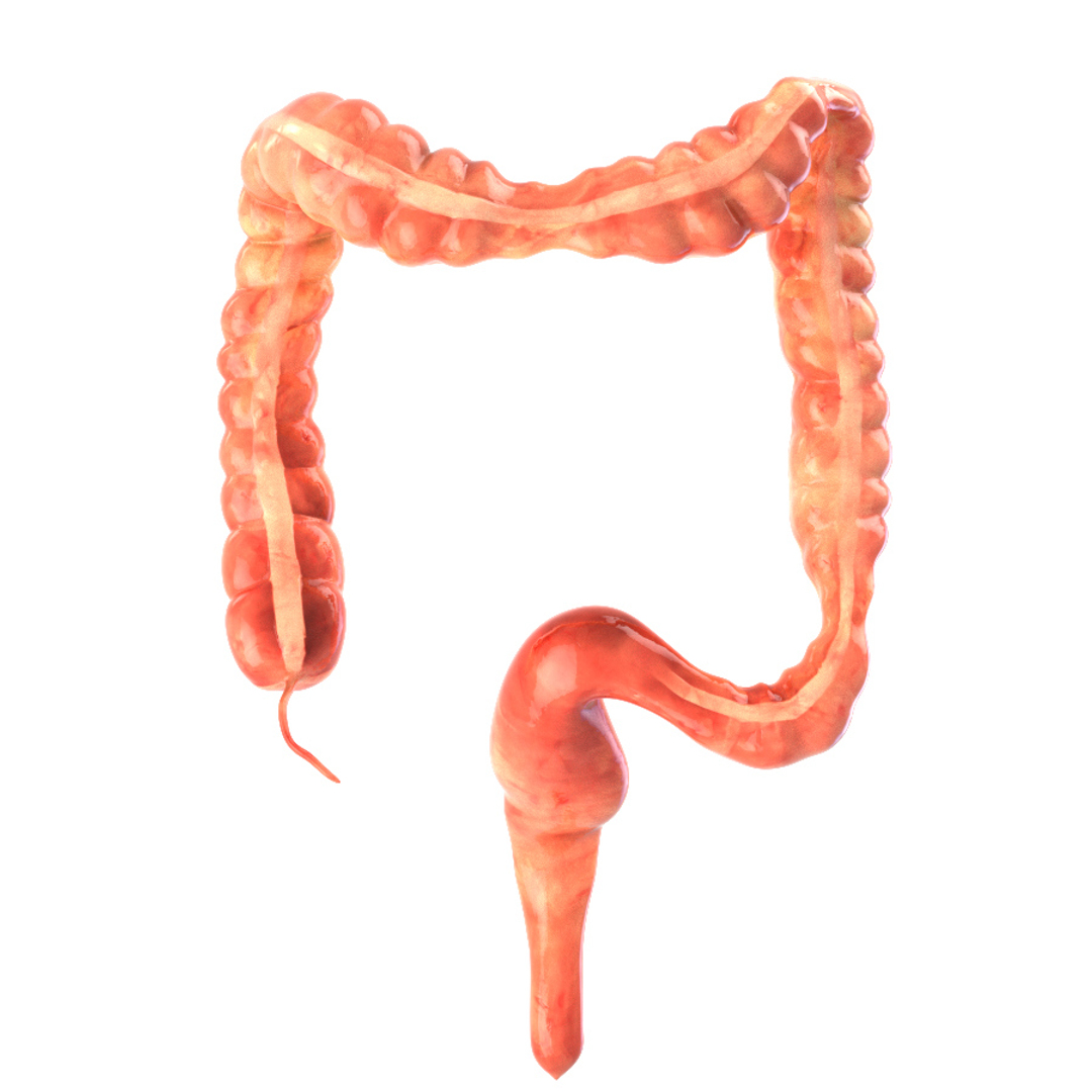 3d Model Human Colon Animation