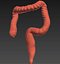 3d model human colon animation