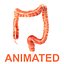 3d model human colon animation