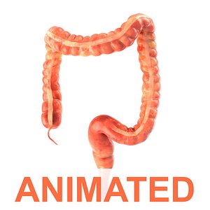 Human colon Animated 3d model