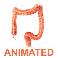 Human colon Animated 3d model