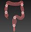 3d model human colon animation