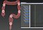 3d model human colon animation