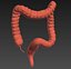 3d model human colon animation