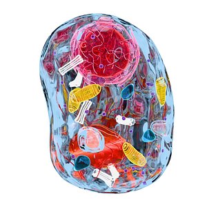 animal cell 3D