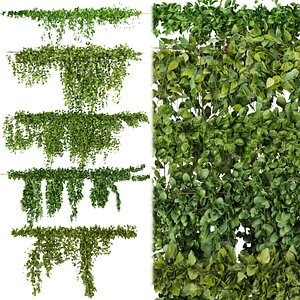 Collection plant vol 266 - Outdoor - ivy - bush model