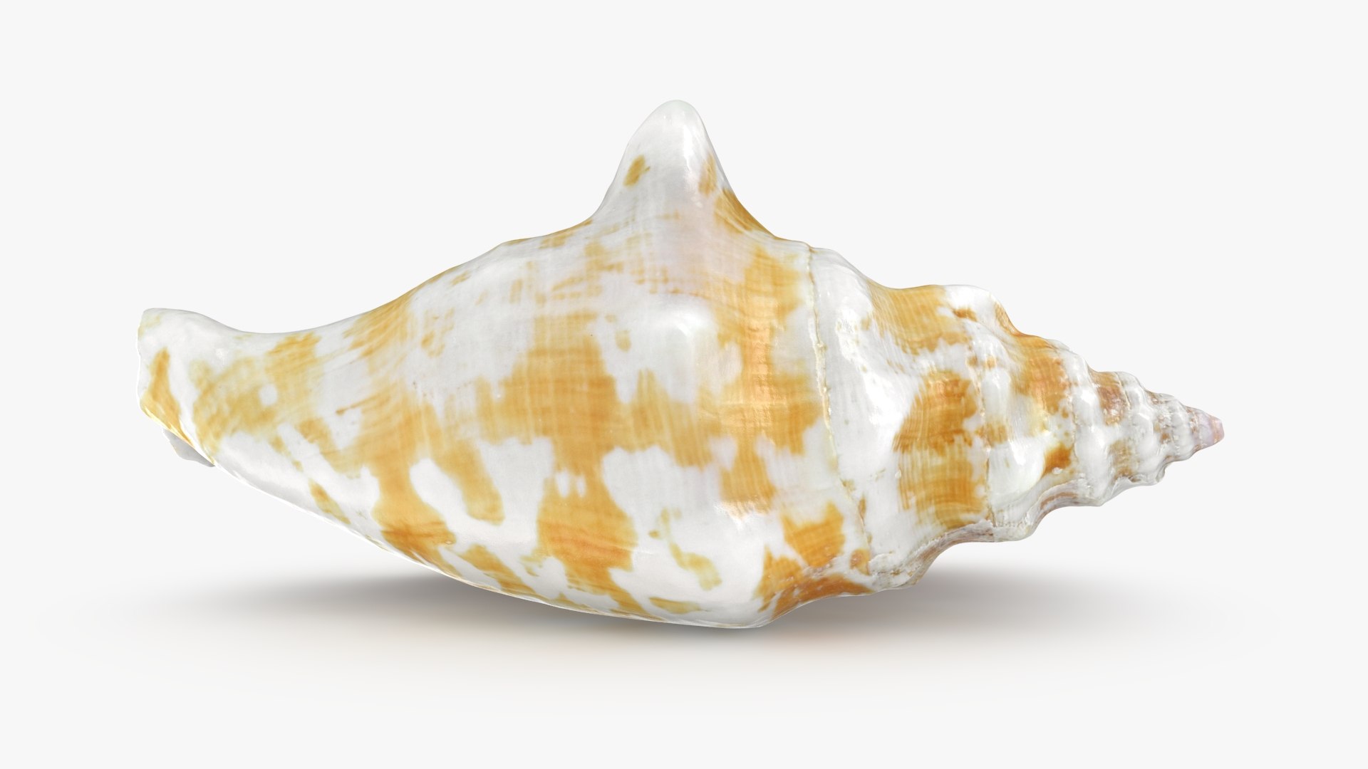 Strombus Sinuatus 01 model https://p.turbosquid.com/ts-thumb/T1/iudnDP/85/strombussinuatus1_b0008/jpg/1746284501/1920x1080/fit_q87/54358c5df20a80c522077cba4c34830ee67935fc/strombussinuatus1_b0008.jpg