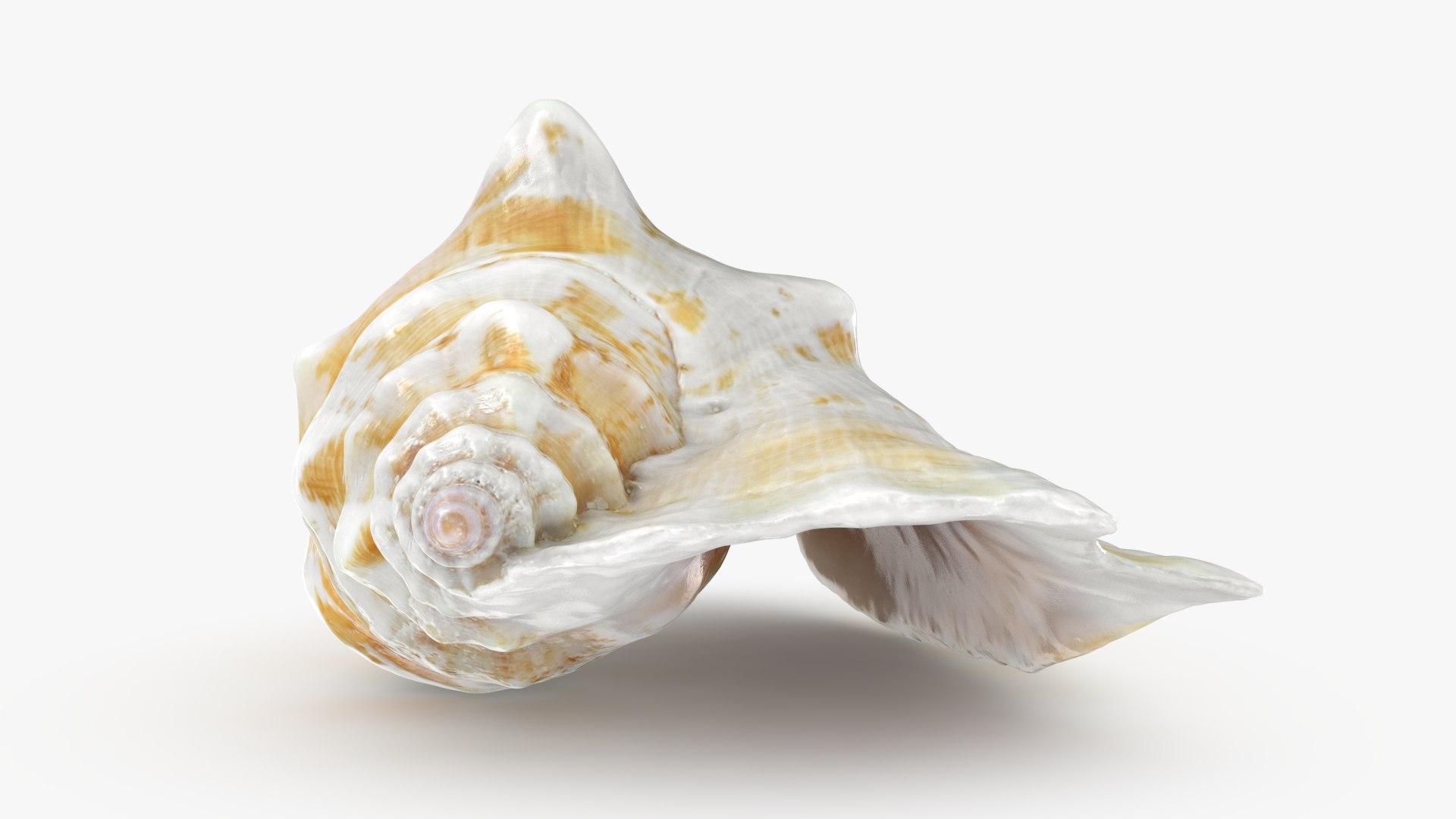 Strombus Sinuatus 01 model https://p.turbosquid.com/ts-thumb/T1/iudnDP/br/strombussinuatus1_b0016/jpg/1746284504/1920x1080/fit_q87/2ad59d8b2362bb15cf53afc88482c183cba07587/strombussinuatus1_b0016.jpg