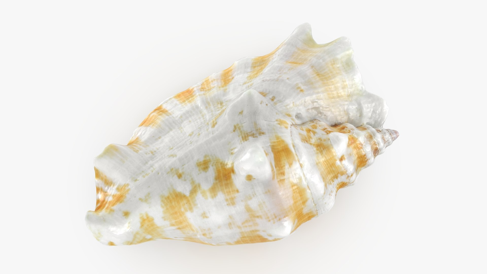 Strombus Sinuatus 01 model https://p.turbosquid.com/ts-thumb/T1/iudnDP/iZ/strombussinuatus1_b0002/jpg/1746284500/1920x1080/fit_q87/7e5e6366c642a28013a4d58ba7f3723c1ca7a9e3/strombussinuatus1_b0002.jpg