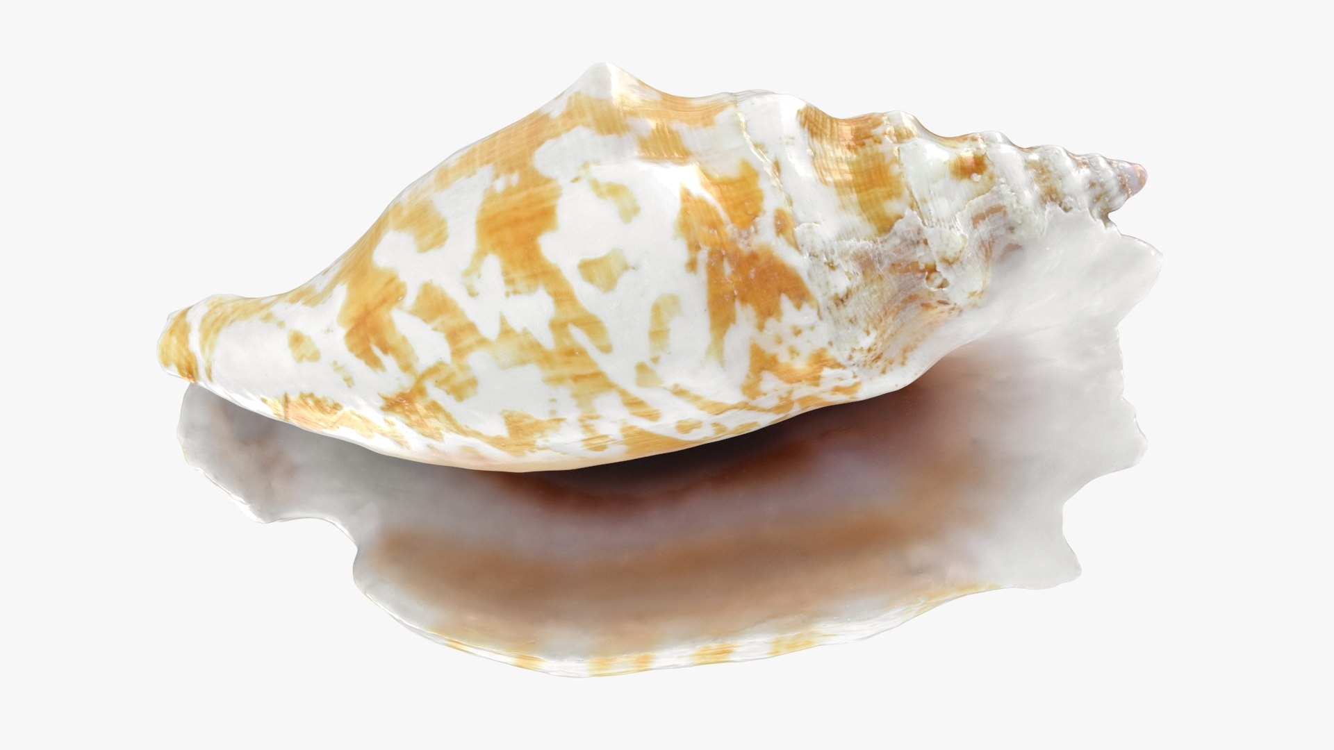 Strombus Sinuatus 01 model https://p.turbosquid.com/ts-thumb/T1/iudnDP/iz/strombussinuatus1_b0018/jpg/1746284504/1920x1080/fit_q87/38dd944ba32bf8d49cc2834ac2d9673f26becd75/strombussinuatus1_b0018.jpg