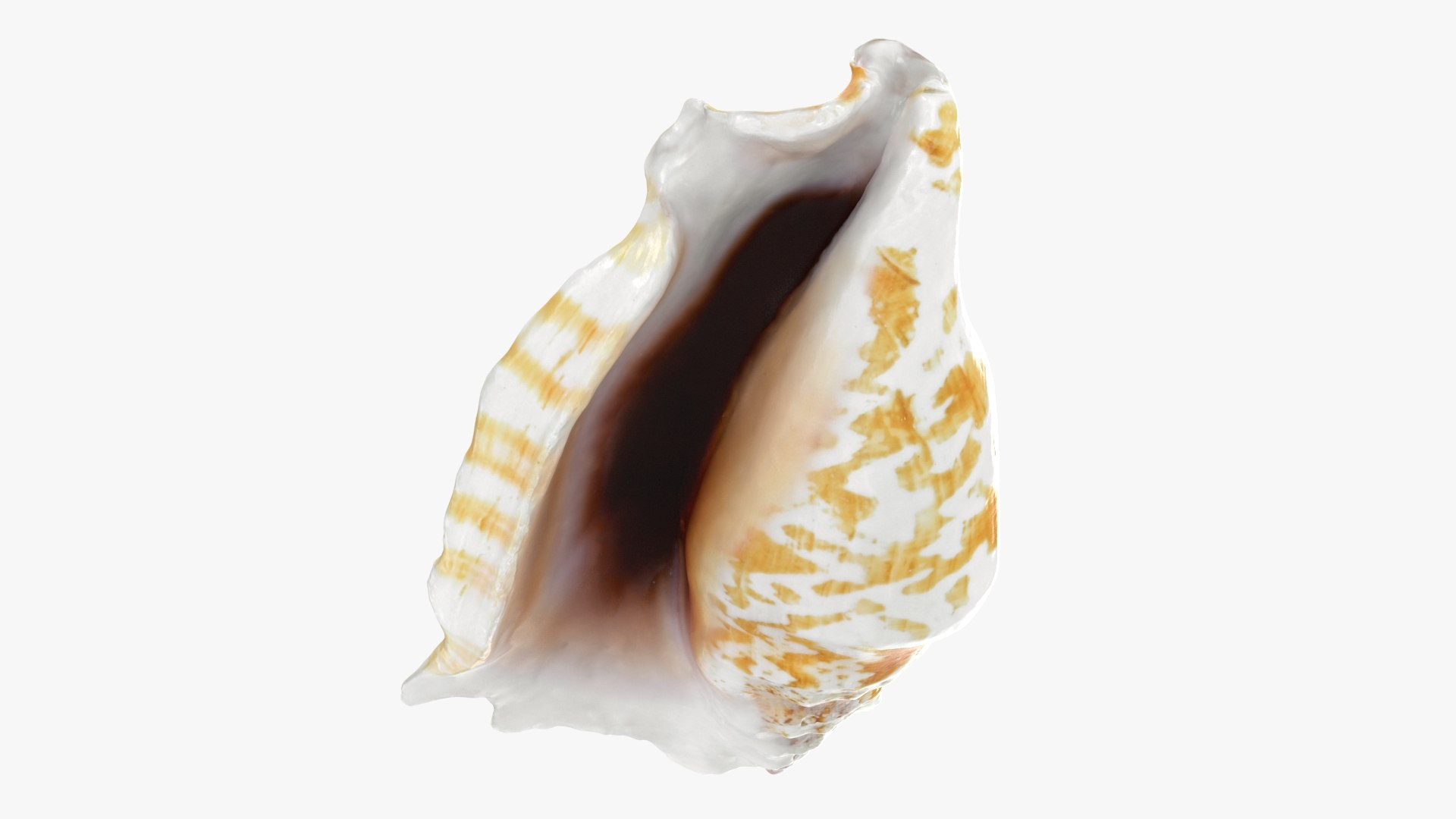 Strombus Sinuatus 01 model https://p.turbosquid.com/ts-thumb/T1/iudnDP/l5/strombussinuatus1_b0022/jpg/1746284505/1920x1080/fit_q87/454fb64dff20a58dd83568c8f9fb4f0df1e93f3e/strombussinuatus1_b0022.jpg