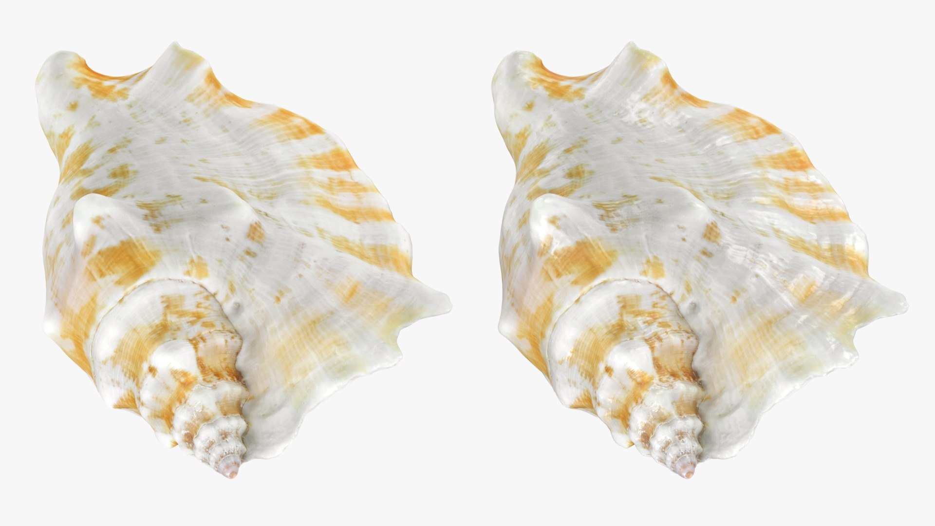 Strombus Sinuatus 01 model https://p.turbosquid.com/ts-thumb/T1/iudnDP/lf/strombussinuatus1_a0003/jpg/1746284497/1920x1080/fit_q87/fe0a7142aef087bedd59fc9794330c76d66db862/strombussinuatus1_a0003.jpg