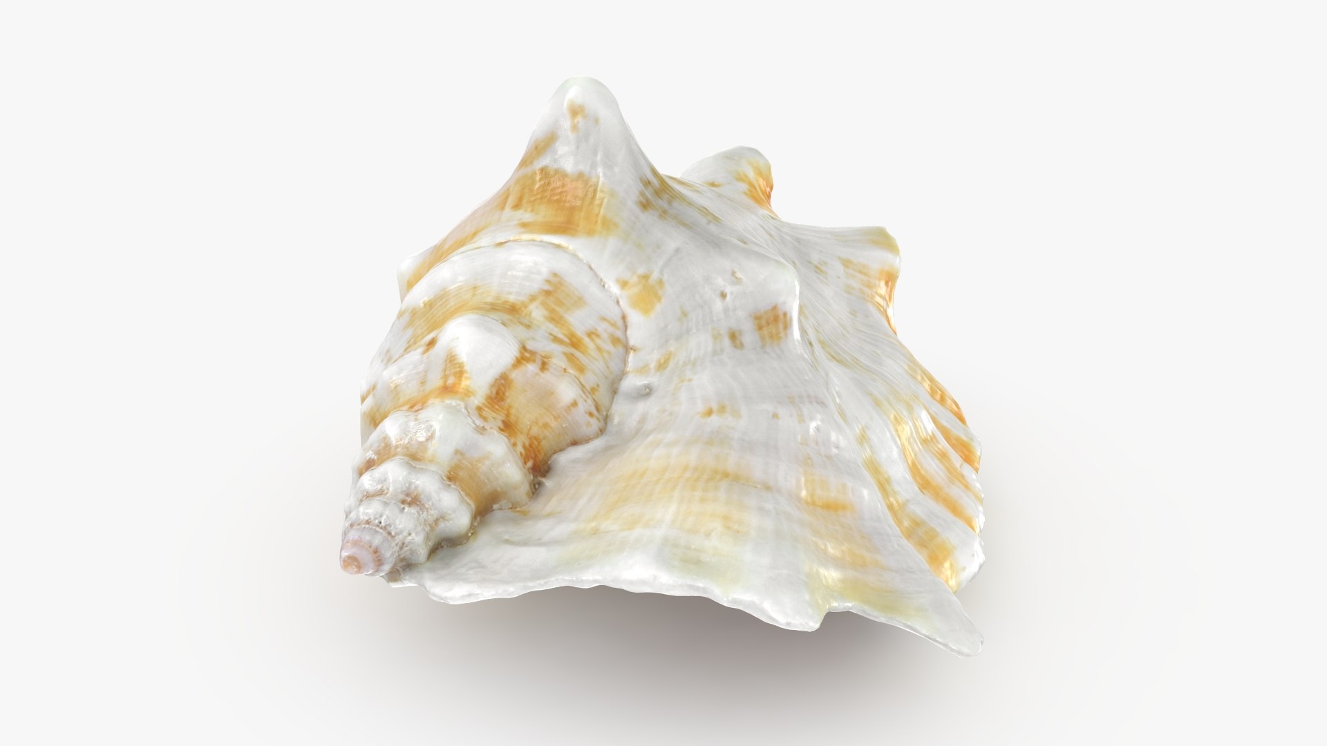 Strombus Sinuatus 01 model https://p.turbosquid.com/ts-thumb/T1/iudnDP/qE/strombussinuatus1_b0004/jpg/1746284504/1920x1080/fit_q87/41675f49f907b4d157d02c4221d0d72300cd72a6/strombussinuatus1_b0004.jpg