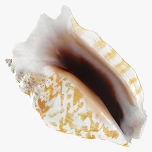Strombus Sinuatus 01 model
