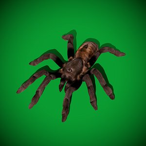 Thailand Golden Fringe Tarantula Spider