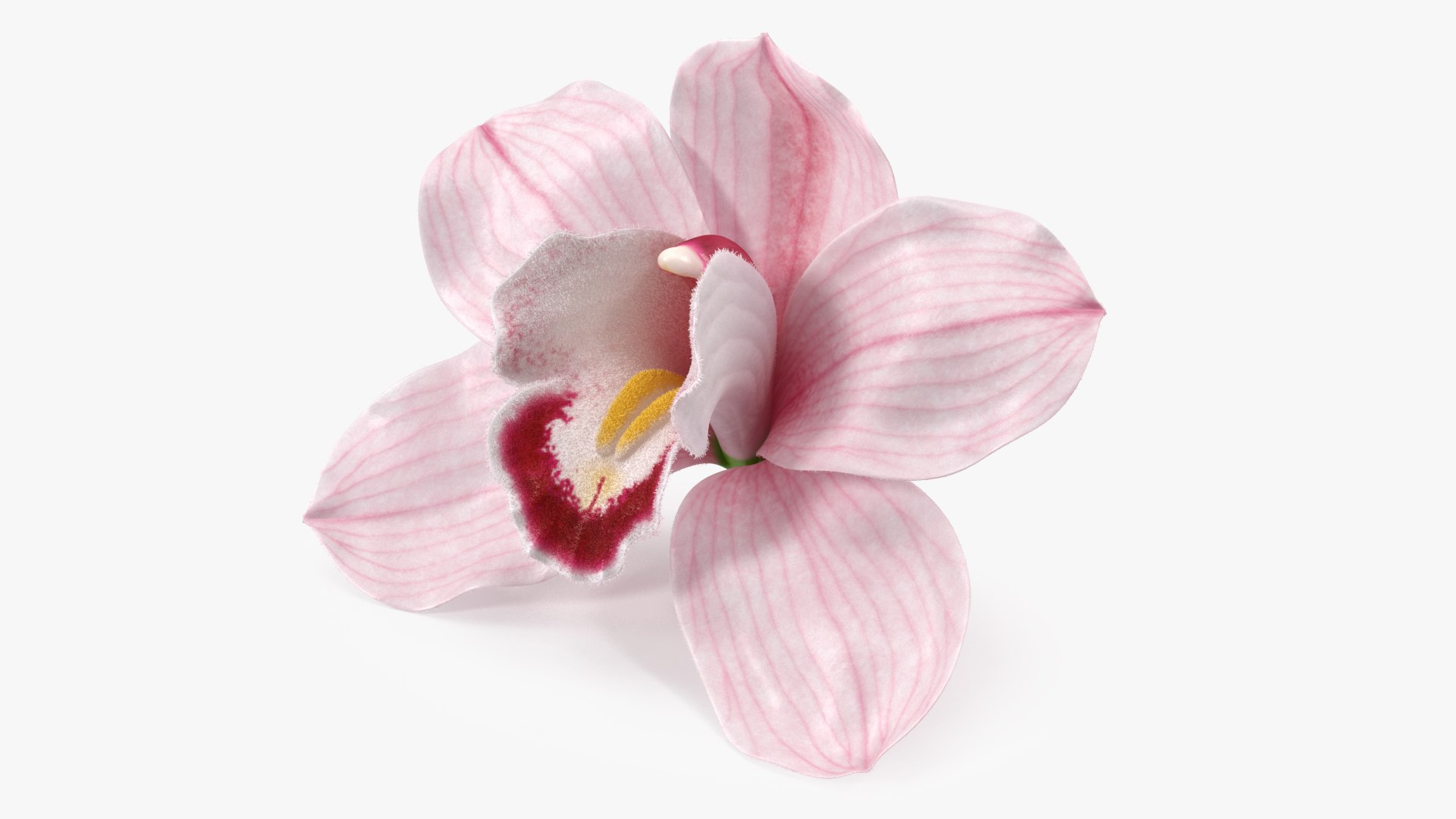 Cymbidium Hybrid Orchid Pink Fur 3D model preview