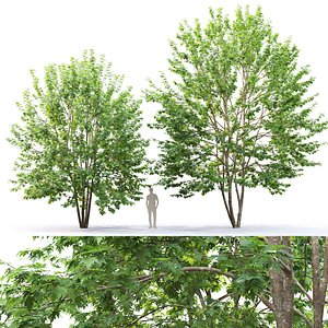 saccharinum maple trees acer model