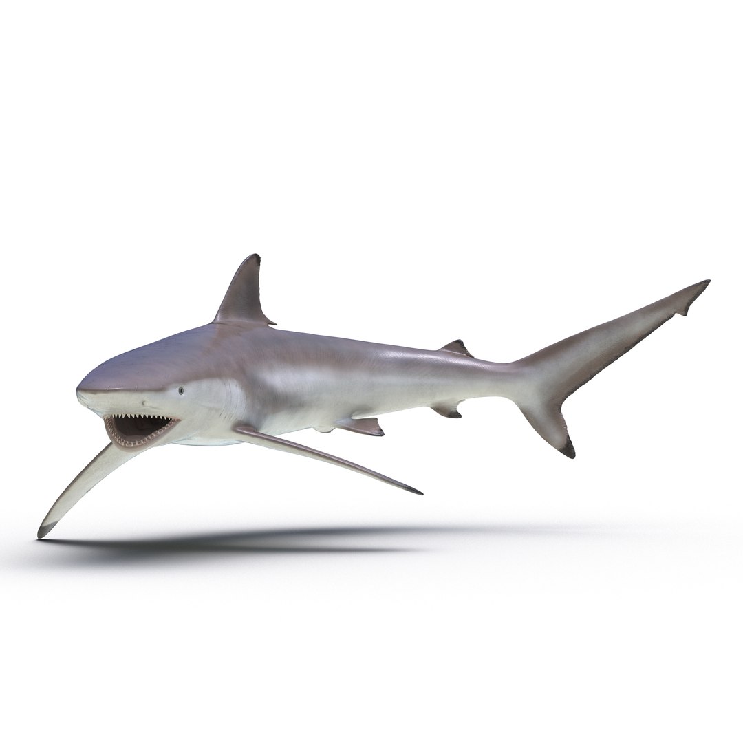 Spinner Shark Pose 2 3D Model 3D model preview