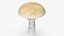Toadstool