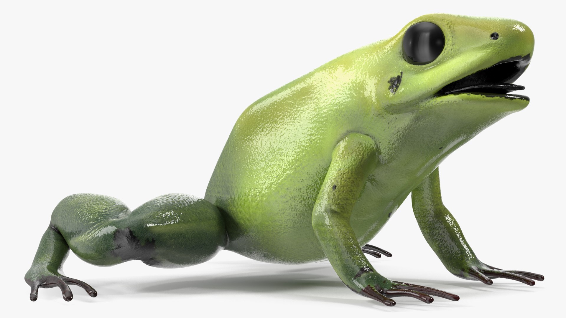 Green Morph Dart Frog Rigged For Maya 3D Model - TurboSquid 2198548