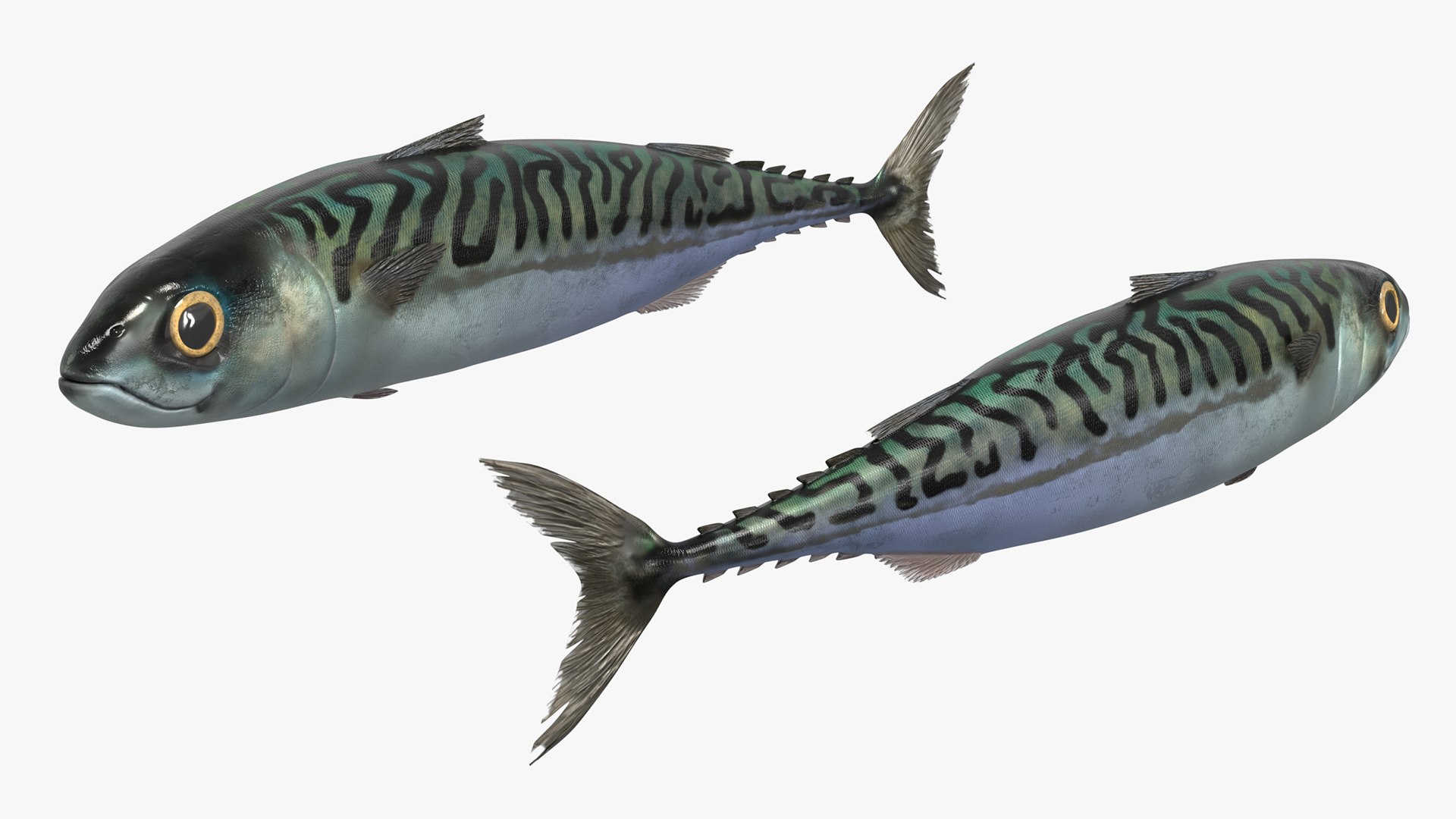 Marine Mackerel Fish Swim Animated Rigged For Blender 3D model for industrial visualization, technical presentation, simulation, product rendering, and animation