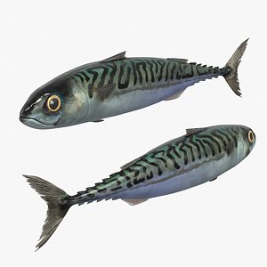 3D Marine Mackerel Fish Swim Animated Rigged For Blender