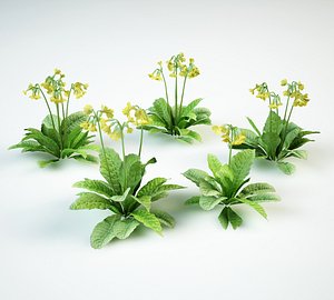 3D primula veris cowslip model